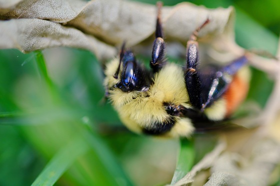 Hunter's Bumblebee