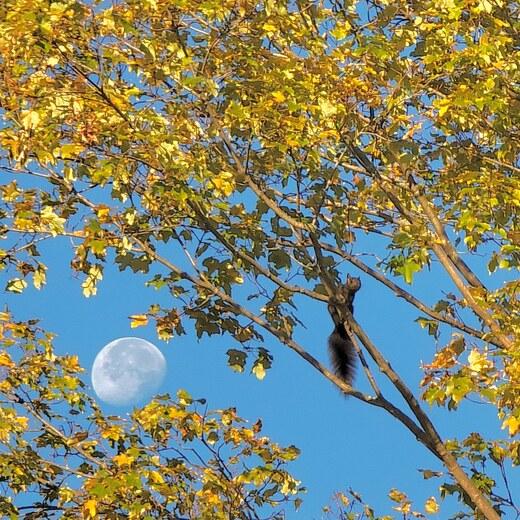Squirrel and Morning Moonset, autumn scene 