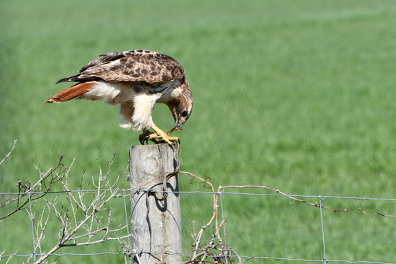 Red-tailed Hawk with Garter Snake 