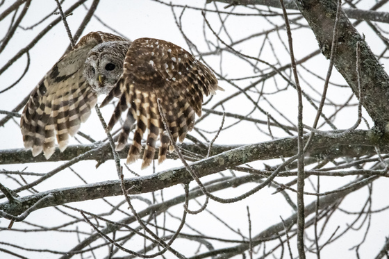 Barred owl take off 