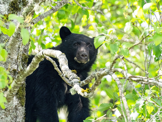 Yearling Black Bear - Up a Tree