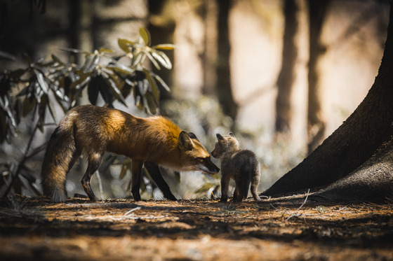 Mom and son fox in golden lights