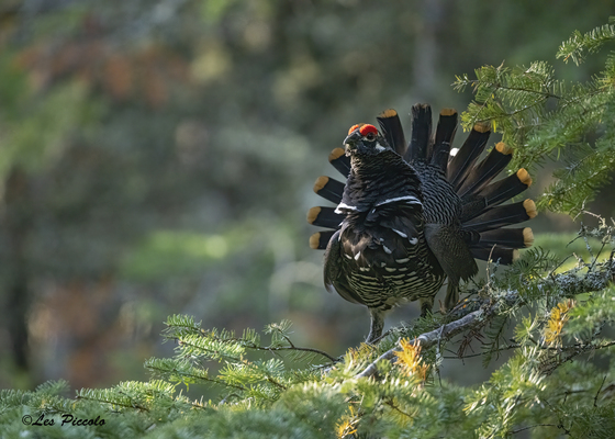 Male Spruce Grouse Display