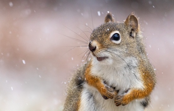 Snowstorm Squirrel