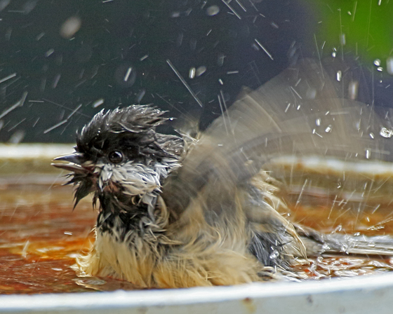 Bath Day - Chickadee