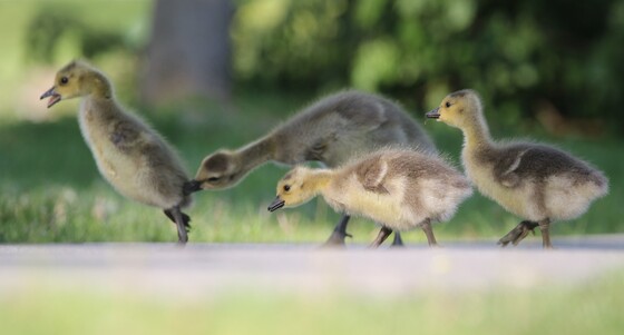 Ouch - Goslings on parade