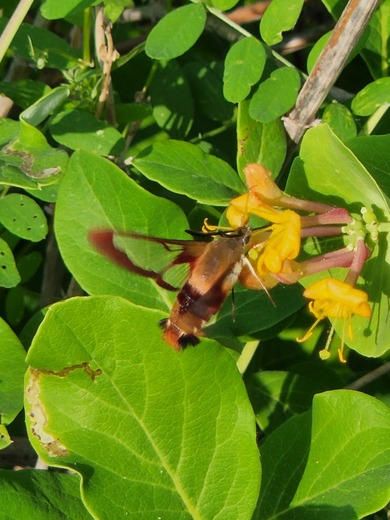 Hummingbird Moth Take 2