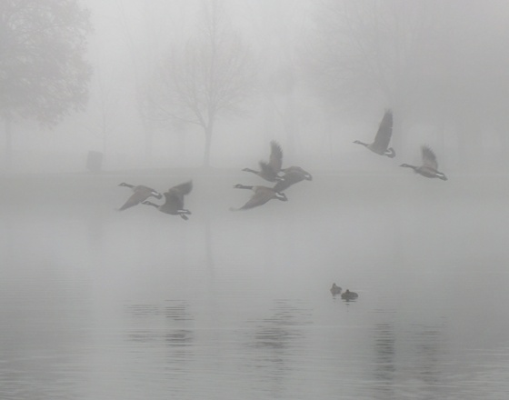 Misty Flight
