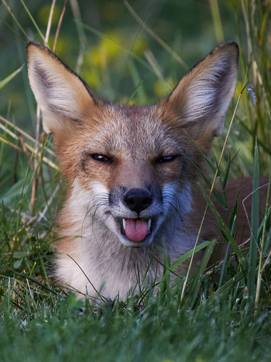Cheeky Red Fox 