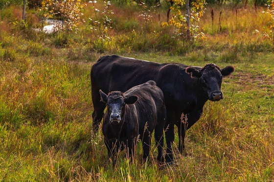 Cows In An Autumn Field