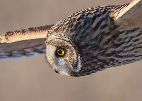 Short Eared Owl Closeup