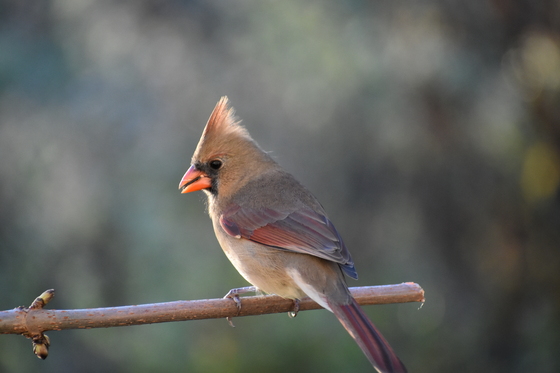 A female cardinal in autumn