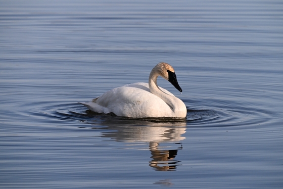 Trumpeter Swan at Sunrise