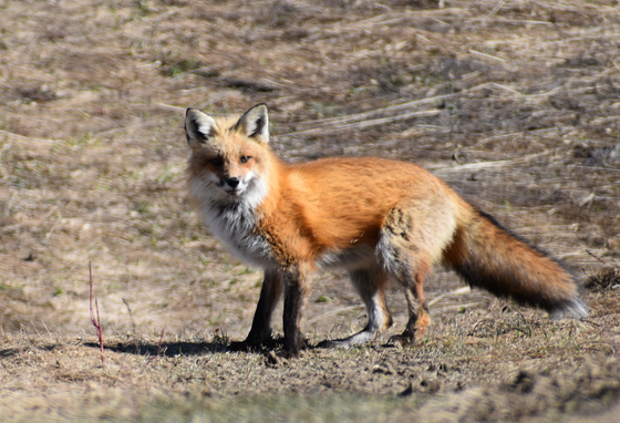 A female fox in spring