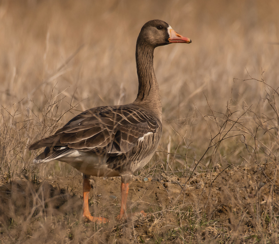 Greater White-fronted Goose 1