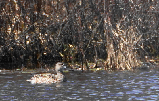 Mrs Blue-winged Teal