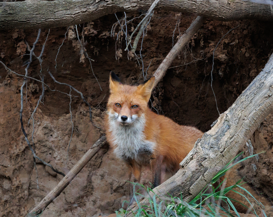 Mamma Fox protecting the Den 