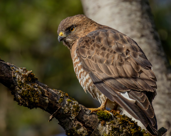 Broad-winged Hawk. 