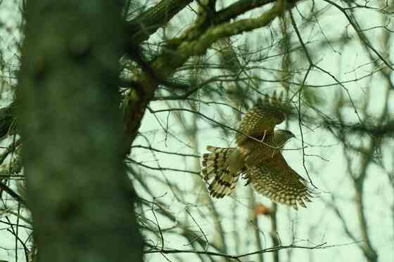Cooper's Hawk in the woods
