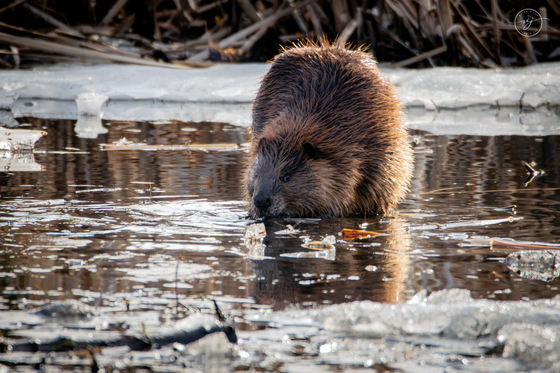 Beaver aka Castor canadensis