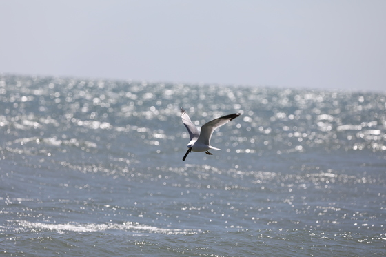 Seagull at play