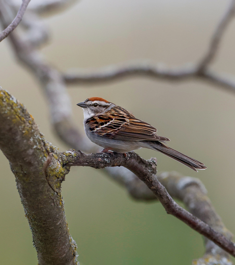 Chipping sparrow 