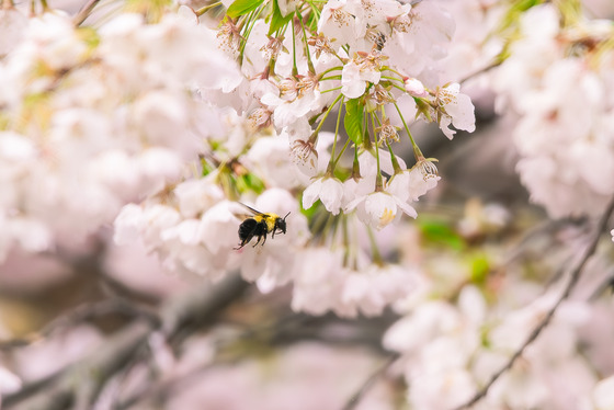Bumblebee and cherry blossom