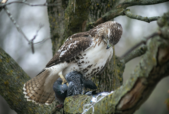 Hawk and Pigeon