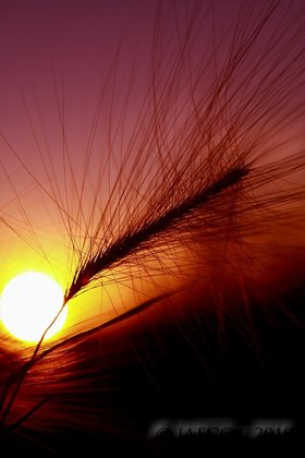 foxtail sunset.jpg
