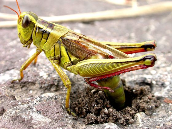 Red legged grasshopper laying eggs