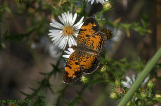 Pearl-crescent Butterfly