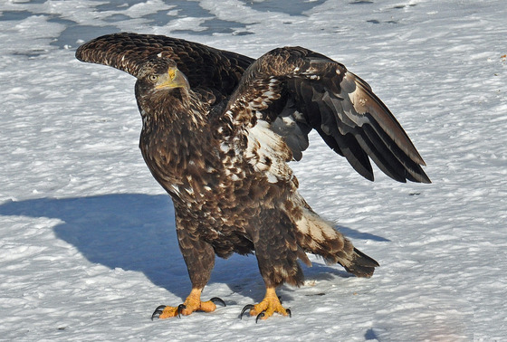 Juvenile eagle on ice