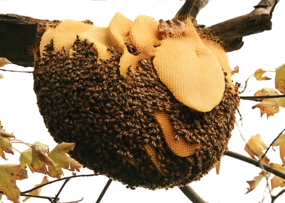 Beehive Honey Bees