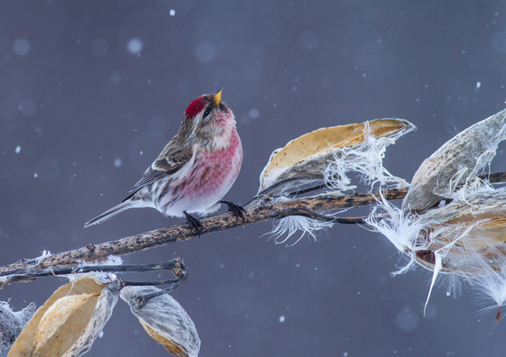 Common Redpoll in Gently Falling Snow