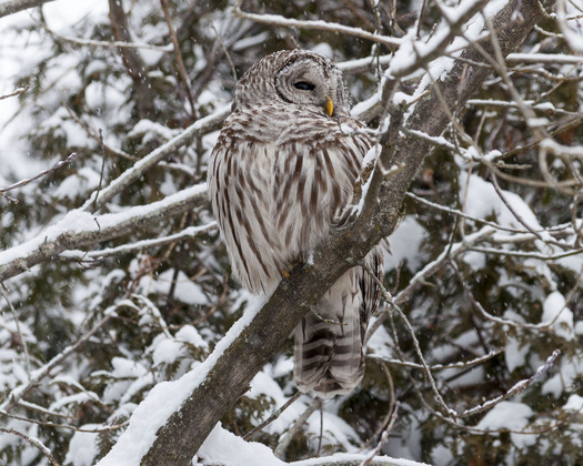 Barred Owl - Winter Visit