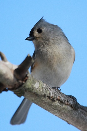 Tufted Titmouse???